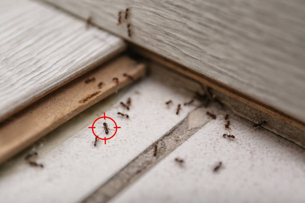 Spider Control Near Me in Terryville, CT