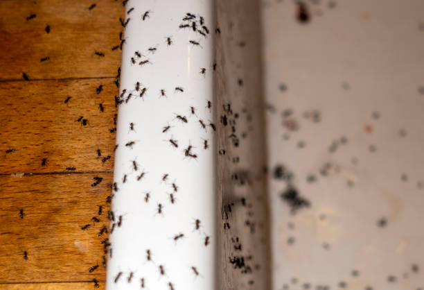 Best Local Pest Control Services  in Terryville, CT