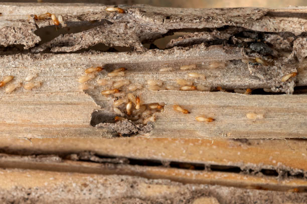 Best Affordable Pest Control Services  in Terryville, CT