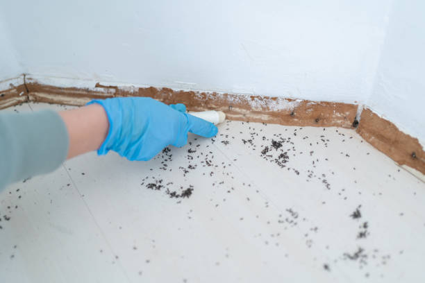 Best Termite Control Services  in Terryville, CT