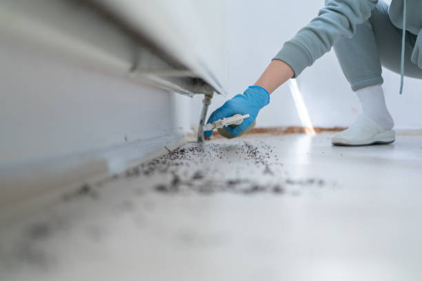 Best Cockroach Control Services  in Terryville, CT